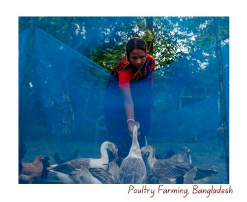 Poultry Farming, Bnagladesh