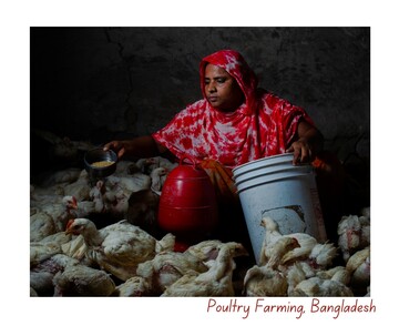 Poultry Farming, Bnagladesh