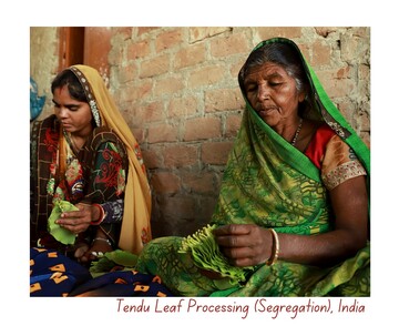 Tendu Leaf Processing, India