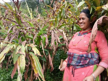 A new era for Himalayan large cardamom