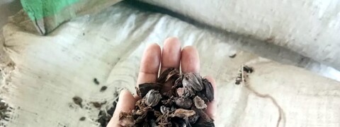 A New Era for Himalayan Large Cardamom